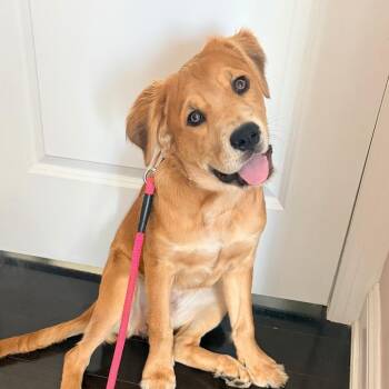 Frankie -  Saint Bernard and Boxer Dog for Adoption in Newark, New Jersey - Frankie | PetCurious