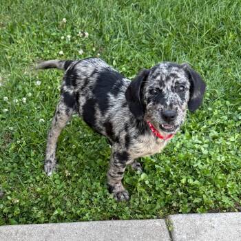 Wild Cherry -  Catahoula Leopard Dog and Cattle Dog Dog for Adoption in Normal, Illinois - Wild Cherry | PetCurious