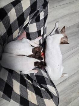 Chihuahua and Mixed Breed Dogs Available for Adoption in Fort Collins, Colorado - Agave | PetCurious