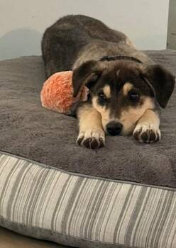 Maple -  Mixed Breed Dog for Adoption in Saskatoon, Saskatchewan - Maple | PetCurious