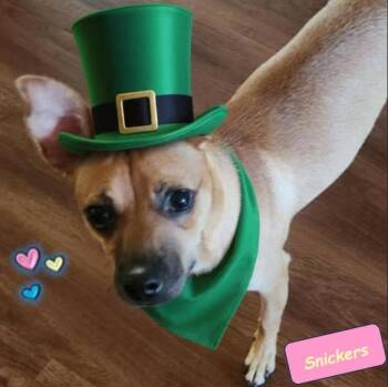 Miniature Pinscher and Chihuahua Dogs Available for Adoption - Snickers | PetCurious