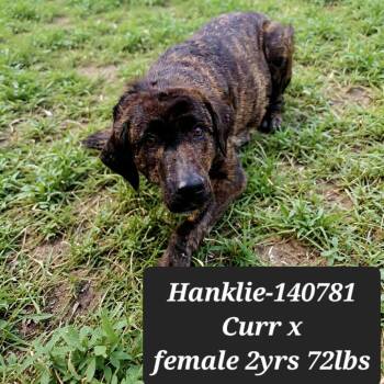 Mountain Cur Dogs Available for Adoption in New Tazewell, Tennessee - Hanklie | PetCurious