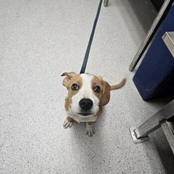 Dennis -  Pit Bull Terrier Dog for Adoption in Oakland, California - Dennis | PetCurious