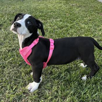 Rosey -  American Staffordshire Terrier and Dachshund Dog for Adoption in Poinciana, Florida - Rosey | PetCurious
