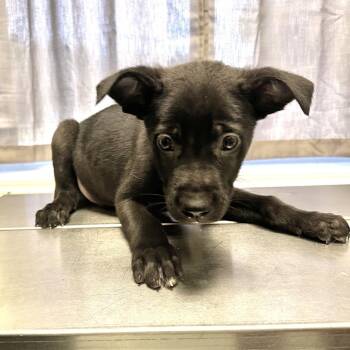 Tator Tot -  Mixed Breed Dog for Adoption in Warrensburg, Missouri - Tator Tot | PetCurious