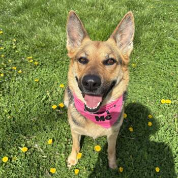 German Shepherd Dog Dogs Available for Adoption in Circleville, Ohio - Spirit | PetCurious