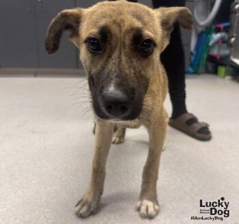 Peaches -  Shepherd and Labrador Retriever Dog for Adoption in Washington, District Of Columbia - Peaches | PetCurious