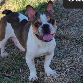 Gabby -  French Bulldog Dog for Adoption in Spring Hill, Kansas - Gabby | PetCurious