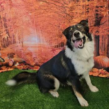 Rescue Border Collie and Mixed Breed Dogs for Adoption in Wylie, Texas - A010568 | PetCurious