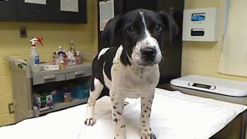 Treeing Walker Coonhound and Beagle Dogs Available for Adoption - TYSON | PetCurious