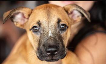 Frederick -  Mixed Breed Dog for Adoption in Loíza, Loíza - Frederick | PetCurious
