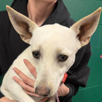 Chihuahua Dogs Available for Adoption in Blue Springs, Missouri - Lucia | PetCurious