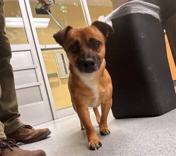 Chihuahua and Mixed Breed Dogs Available for Adoption - TOBY | PetCurious