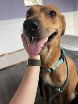 Gavi -  American Bulldog Dog for Adoption in Lakeland, Florida - Gavi | PetCurious