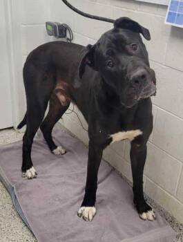 Pipsqueak -  Great Dane and Mixed Breed Dog for Adoption in Kansas City, Missouri - Pipsqueak | PetCurious