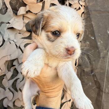 Bass -  Mixed Breed Dog for Adoption in Columbia, South Carolina - Bass | PetCurious