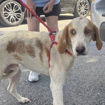 Redbone Coonhound Dogs Available for Adoption - Jimmy | PetCurious