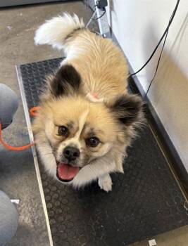 GANDALF - ADOPTION PENDING -  Pekingese and Mixed Breed Dog for Adoption in Ontario, California - GANDALF - ADOPTION PENDING | PetCurious