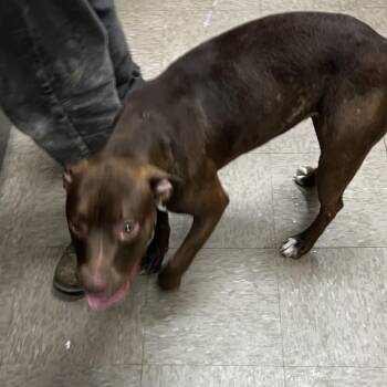 Princess Blossom -  Pit Bull Terrier Dog for Adoption in Birmingham, Alabama - Princess Blossom | PetCurious