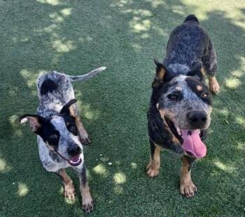 Fuji -  Australian Cattle Dog Blue Heeler Dog for Adoption in Littleton, Colorado - Fuji | PetCurious