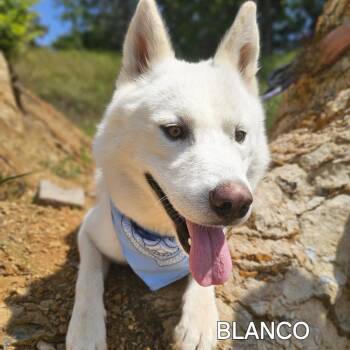 Husky and Mixed Breed Dogs Available for Adoption in Madisonville, Tennessee - Blanco | PetCurious