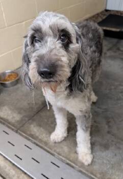 Aussiedoodle Dogs Available for Adoption - Humphry  | PetCurious