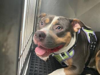 GIZELLE -  American Bulldog Dog for Adoption in Dallas, Texas - GIZELLE | PetCurious