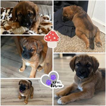 Shiitake - Mushroom Litter -  Mixed Breed Dog for Adoption in Kenai, Alaska - Shiitake - Mushroom Litter | PetCurious