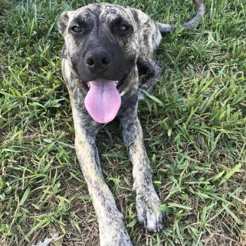 Rescue Mountain Cur Dogs for Adoption in Harlingen, Texas - Ben | PetCurious