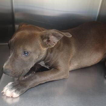 That Cute One -  Labrador Retriever and Shepherd Dog for Adoption in Hattiesburg, Mississippi - That Cute One | PetCurious