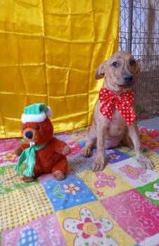 Rescue Chihuahua and Jack Russell Terrier Dogs for Adoption in Lake Forest, California - Amber - (Courtesy Post) Foster Or Adopt Me! | PetCurious