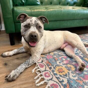 Drax Darling the Spotted Kid Loving Sweetie -  American Staffordshire Terrier and Cattle Dog Dog for Adoption in Friendswood, Texas - Drax Darling The Spotted Kid Loving Sweetie | PetCurious