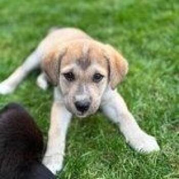 Smokey -  Labrador Retriever Dog for Adoption in Brantford, Ontario - Smokey | PetCurious