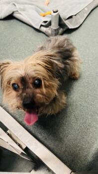 Mixed Breed Dogs Available for Adoption in Fairfax, Virginia - Jenny | PetCurious