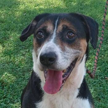 Hound and Beagle Dogs Available for Adoption in Zuni, Virginia - Gunner | PetCurious