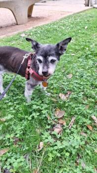 Terrier Dogs Available for Adoption - Rush | PetCurious