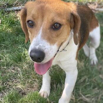 Mixed Breed Dogs Available for Adoption in Fredericksburg, Virginia - Reggie | PetCurious