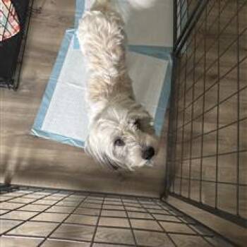 Spalding -  Lhasa Apso Dog for Adoption in Allen, Texas - Spalding | PetCurious