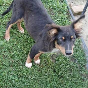 Wallace -  Australian Shepherd Dog for Adoption in Richmond, Kentucky - Wallace | PetCurious