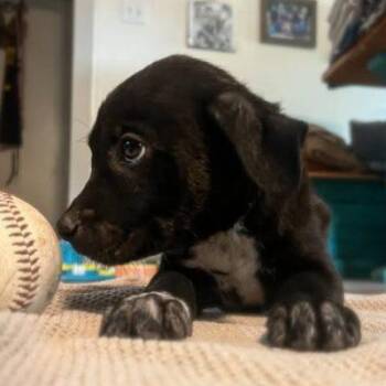 Rescue Mixed Breed Dogs for Adoption in Lockhart, Texas - MJ | PetCurious