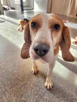 Rescue Beagle Dogs for Adoption in Hartville, Wyoming - Hozier | PetCurious