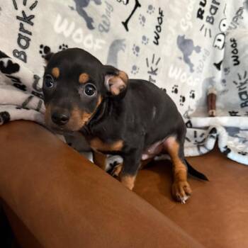 Little John -  Miniature Pinscher and Jack Russell Terrier Dog for Adoption in Sequatchie, Tennessee - Little John | PetCurious