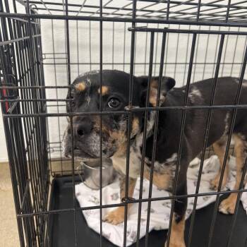 Catahoula Leopard Dog and Mixed Breed Dogs Available for Adoption in Loxahatchee Groves, Florida - Tawny 2874 | PetCurious