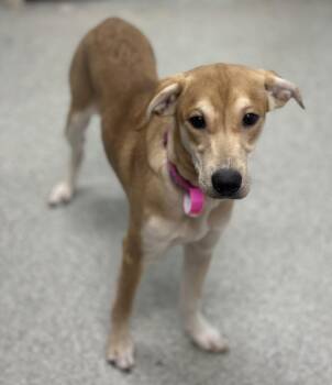 Labrador Retriever and Mixed Breed Dogs Available for Adoption - PRINCESS | PetCurious