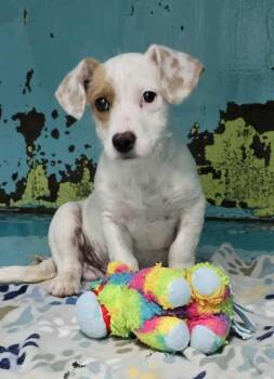 Rescue Mixed Breed Dogs for Adoption in Othello, Washington - Lightfoot | PetCurious