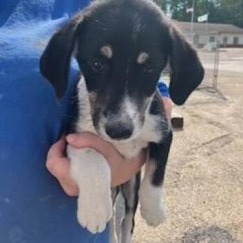 BETTY 225-26 -  Beagle Dog for Adoption in Cambridge, Ohio - BETTY 225-26 | PetCurious