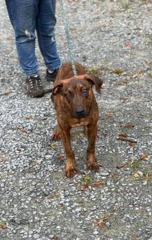 Ziggy -  Plott Hound Dog for Adoption in Elizabethtown, North Carolina - Ziggy | PetCurious