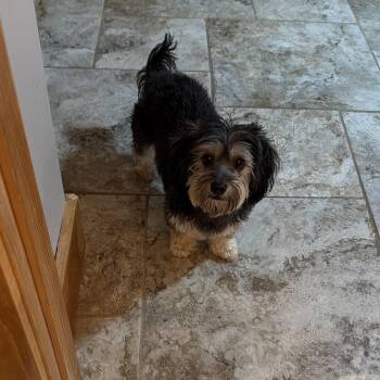 Belle -  Yorkshire Terrier and Dachshund Dog for Adoption in Saratoga Springs, New York - Belle | PetCurious