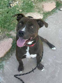 Rescue Pit Bull Terrier Dogs for Adoption in New London, Wisconsin - Taz | PetCurious