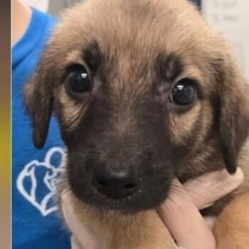 Clay -  Mixed Breed Dog for Adoption - Clay | PetCurious